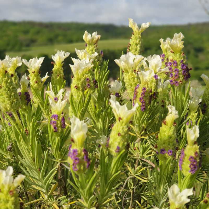 Lavandula stoechas Tiara