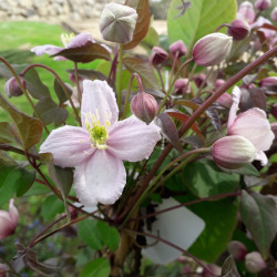 Clematis Mayleen