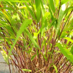 Hakonechloa macra ‘Beni Kaze’