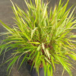 Hakonechloa macra ‘Beni Kaze’