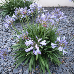 Agapanthus ‘Charlotte’