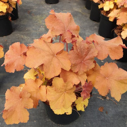 Heuchera Caramel