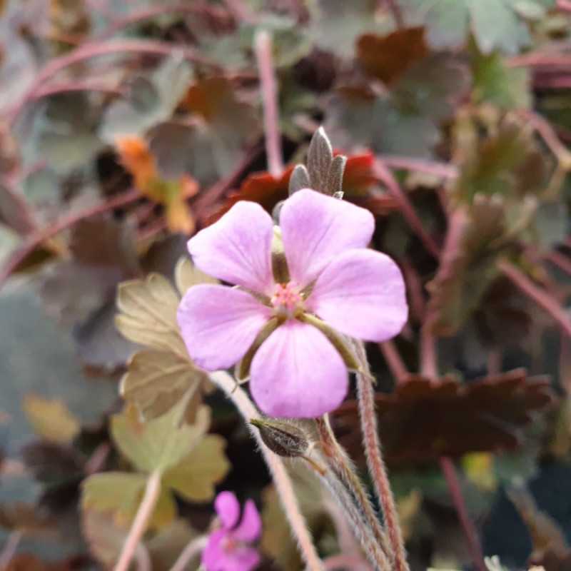 Geranium ‘Bob's Blunder’