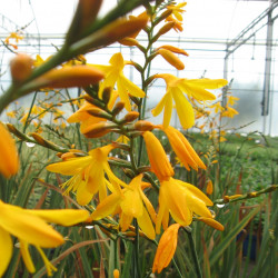 Crocosmia ‘George Davidson’ - Montbretia jaune orangé