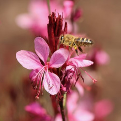 Gaura lindheimeri Steffi Dark Rose