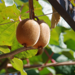 Actinidia chinensis Hayward