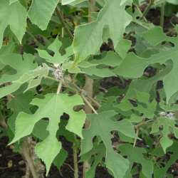 Broussonetia papyrifera