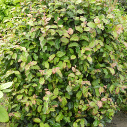 Parrotia persica ‘Persian Spire‘