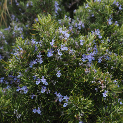 Rosmarinus officinalis