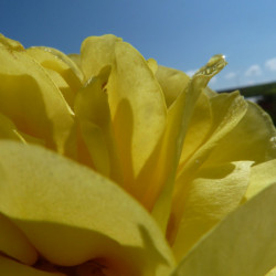 Rosa  Décorosier ‘Suneva‘ ‘Noalesa’