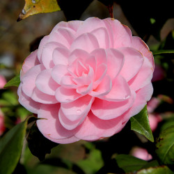 Camellia japonica Mrs Tingley