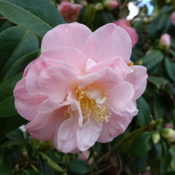 Camellia cuspidata Spring Festival