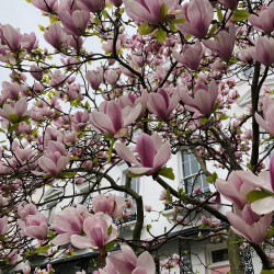 Magnolia de Soulange