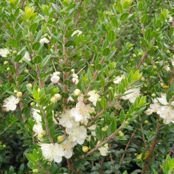 Myrtus communis Tarentina