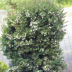 Myrtus communis Tarentina