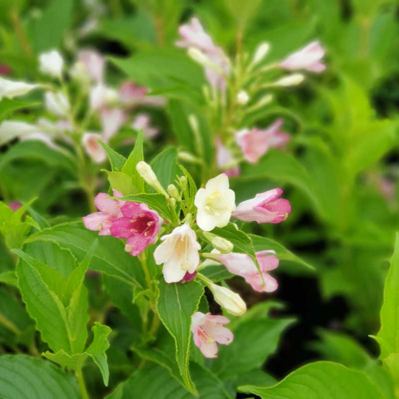 Weigela ‘Marjorie’