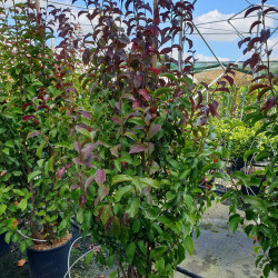 Parrotia persica ‘Persian Spire‘