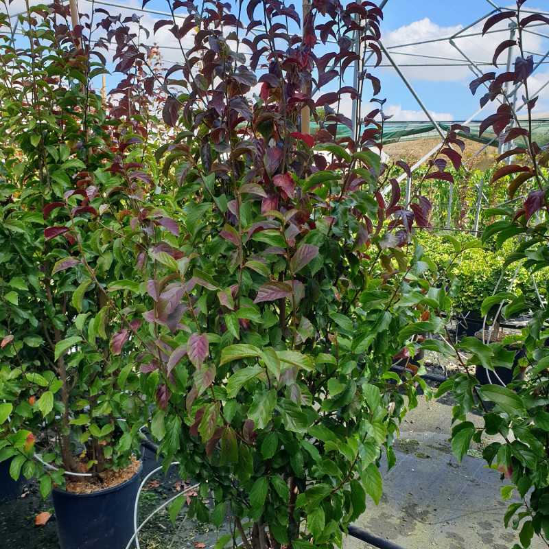 Parrotia persica ‘Persian Spire‘