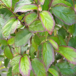 Parrotia persica ‘Persian Spire‘ ®