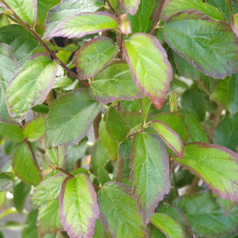 Parrotia persica ‘Persian Spire‘ ®