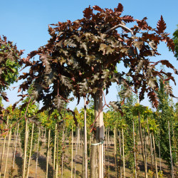 Fagus sylvatica ‘Rohan Red Weeping’