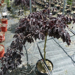 Fagus sylvatica ‘Rohan Red Weeping’