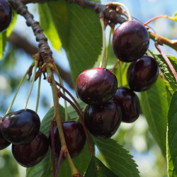 Prunus avium ‘Moreau’