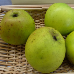 Malus domestica ‘Rambour d'Hiver’ - Pommier