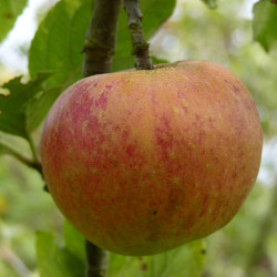 Malus domestica ‘Bénédictin’