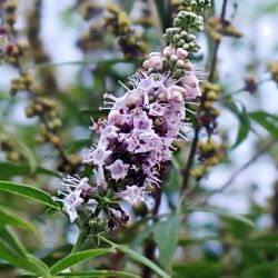 Vitex agnus-castus ‘Pink Pinnacle‘