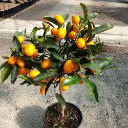 Citrus fortunella margarita