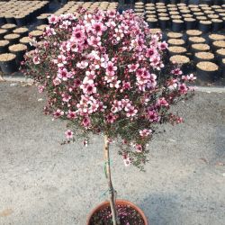 Leptospermum scoparium 'Rose'