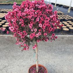 Leptospermum scoparium 'Rose'