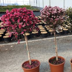 Leptospermum scoparium 'Rose'