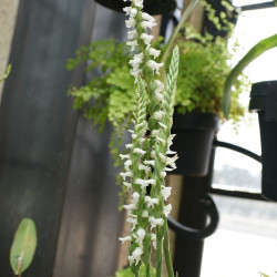 Spiranthes cernua odorata ‘Chadd's Ford‘ - Orchidée terrestre