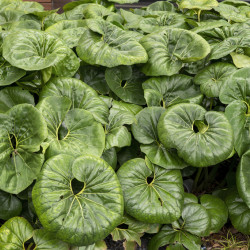 Farfugium japonicum ‘Giganteum‘