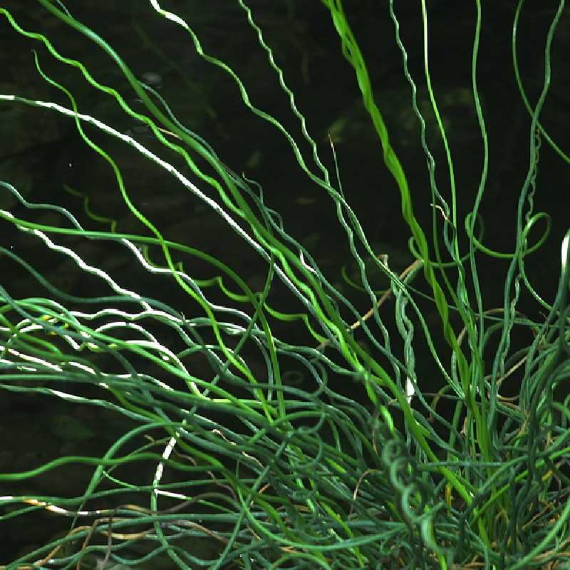 Juncus effusus Twister