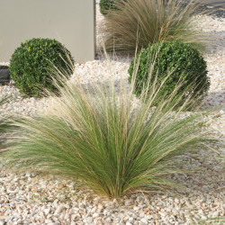 Stipa tenuifolia ‘Pony Tails‘