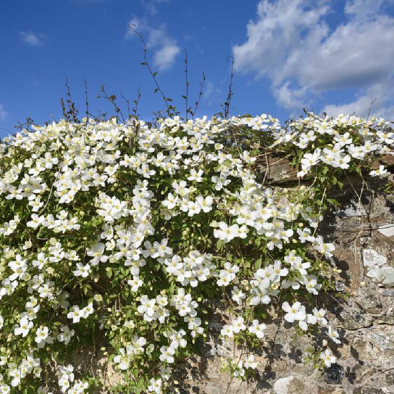 Clematis montana ‘Wilsonii’