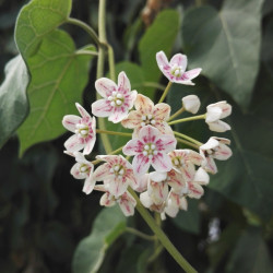 Dregea (Wattakaka) sinensis...
