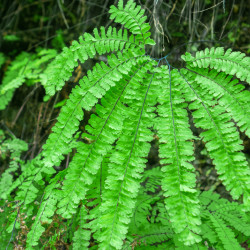 Adiantum aleuticum Imbricatum