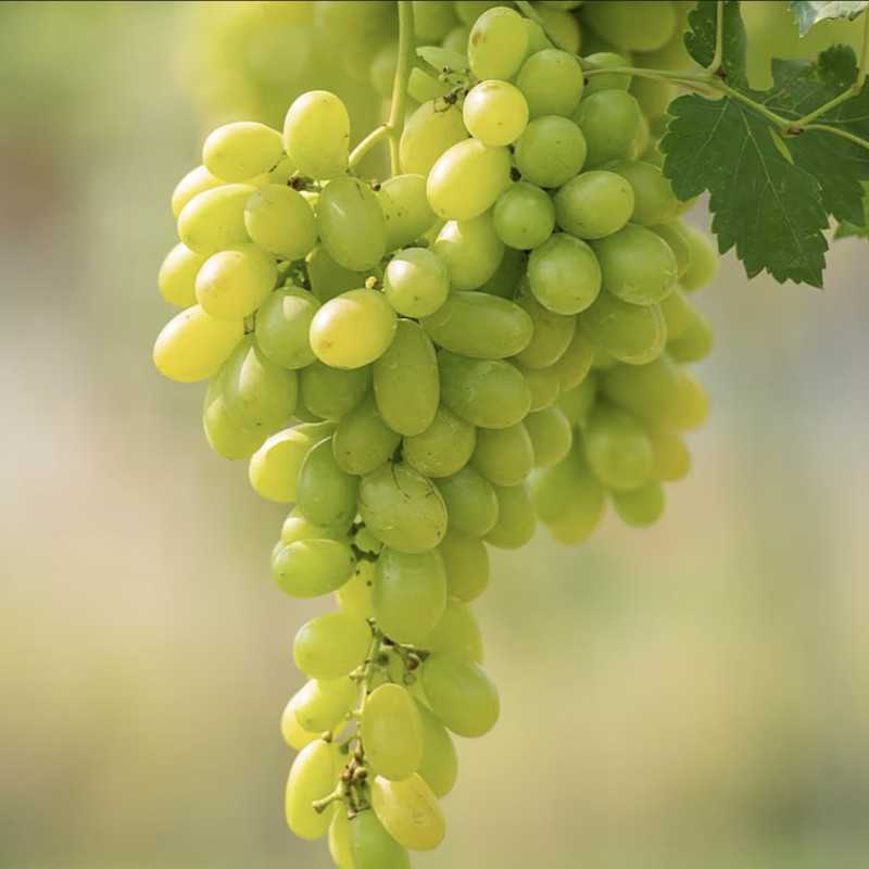 Vitis vinifera ‘Centennial Seedless’