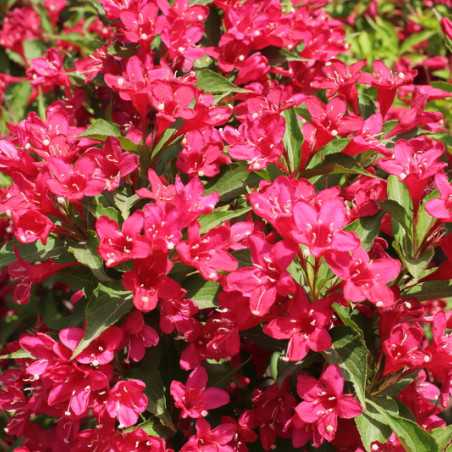 Weigela Red Prince Arbustes   Weigela Red Prince 