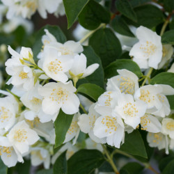 Philadelphus coronarius