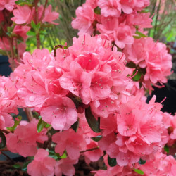 Azalea japonica ‘Blaauw's Pink’ - Azalée japonaise