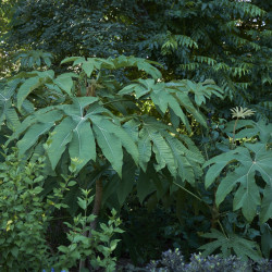 Tetrapanax papyrifer ‘Rex’