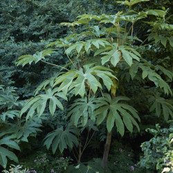 Tetrapanax papyrifer ‘Rex’