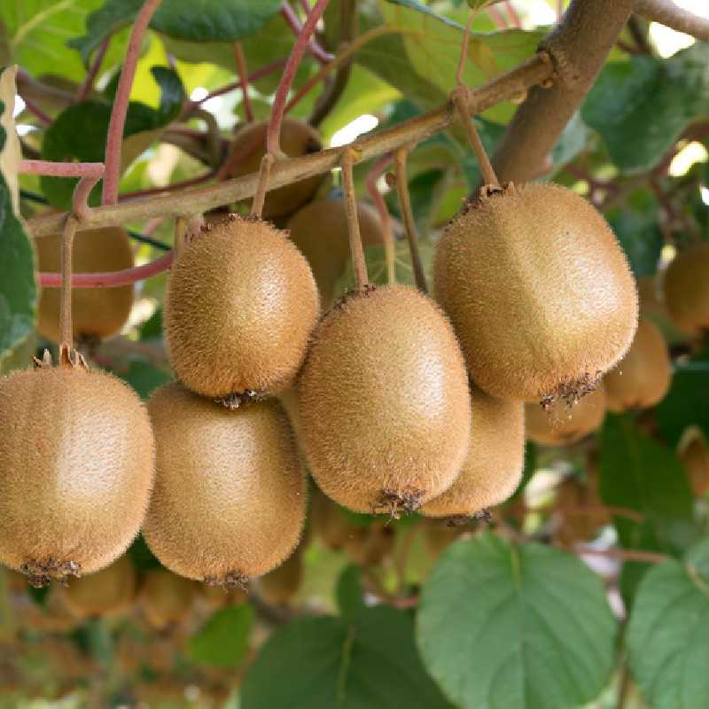 Actinidia chinensis Hayward