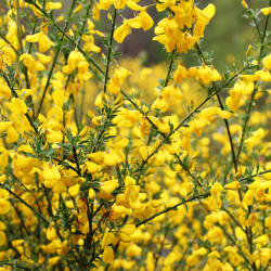 Cytisus praecox Allgold