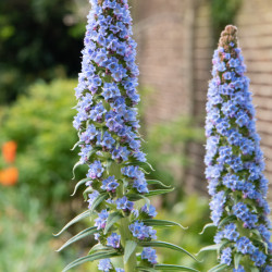 Echium fastuosum